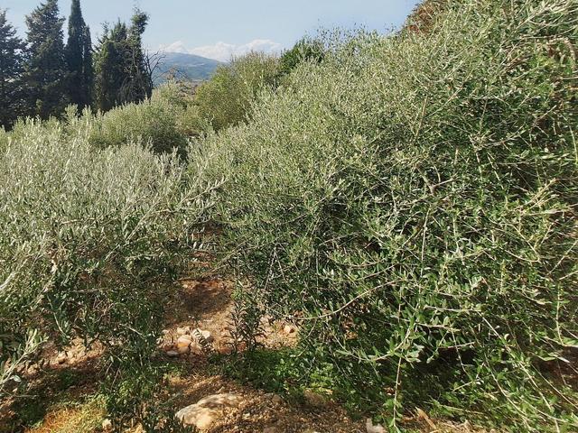 #24297 Terreni Agricoli a Todi - Sup. Tot 9330 mq in vendita - foto 2