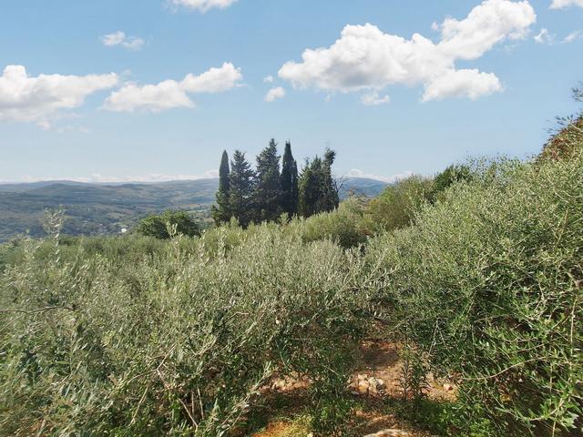 #24297 Terreni Agricoli a Todi - Sup. Tot 9330 mq in vendita - foto 3