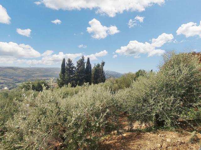 #24297 Terreni Agricoli a Todi - Sup. Tot 9330 mq in vendita - foto 4
