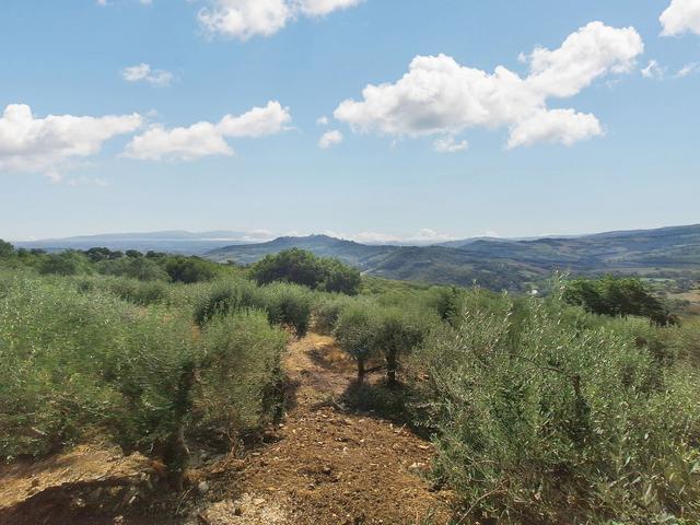 #24297 Terreni Agricoli a Todi - Sup. Tot 9330 mq in vendita - foto 6