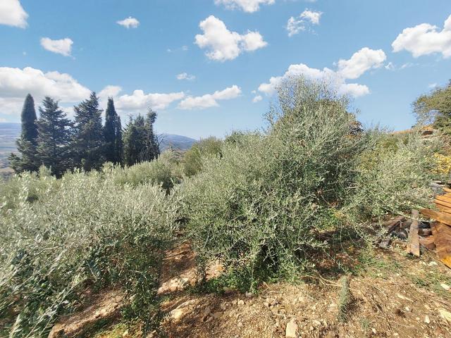 #24297 Terreni Agricoli a Todi - Sup. Tot 9330 mq in vendita - foto 7