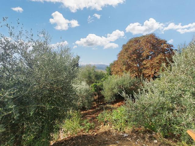 #24297 Terreni Agricoli a Todi - Sup. Tot 9330 mq in vendita - foto 8