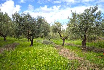 Agricoli in vendita