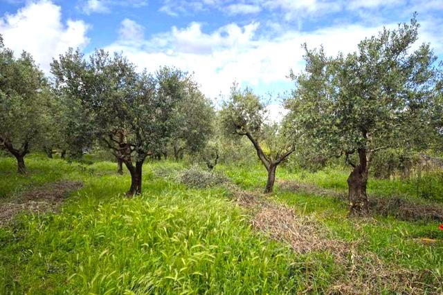 #24351 Terreno agricolo arborato in zona rurale in vendita - foto 1