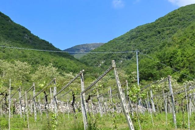 Agricoli in vendita