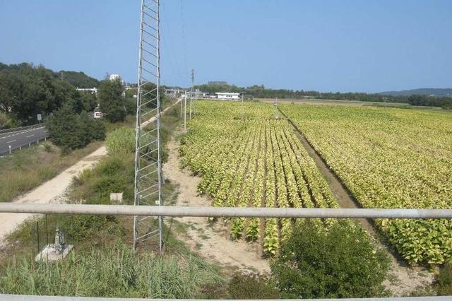 #4734 Terreno edificabile di 42.350 mq in vendita - foto 2