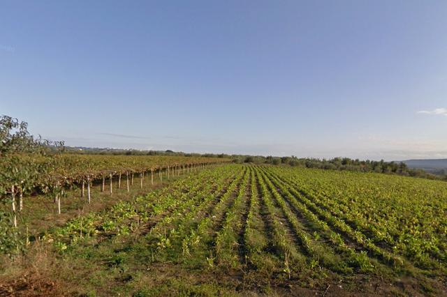 #4765 Terreno agricolo di 3.630 mq in vendita - foto 2