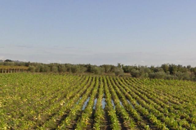 #4765 Terreno agricolo di 3.630 mq in vendita - foto 3