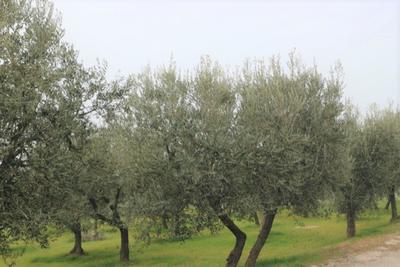 Agricoli in vendita