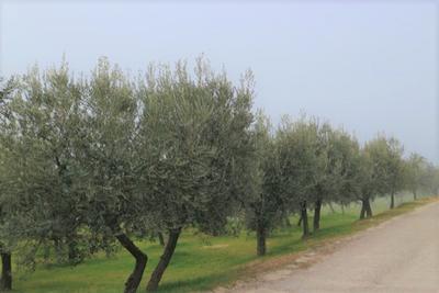 Agricoli in vendita