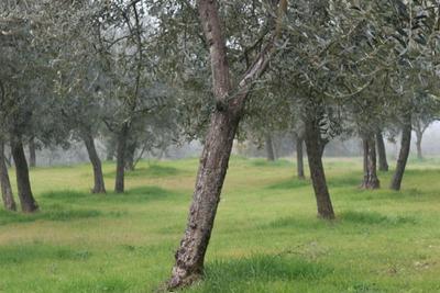 Agricoli in vendita