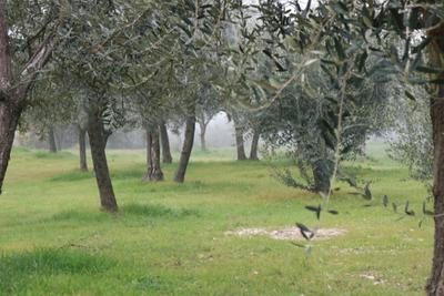 Agricoli in vendita