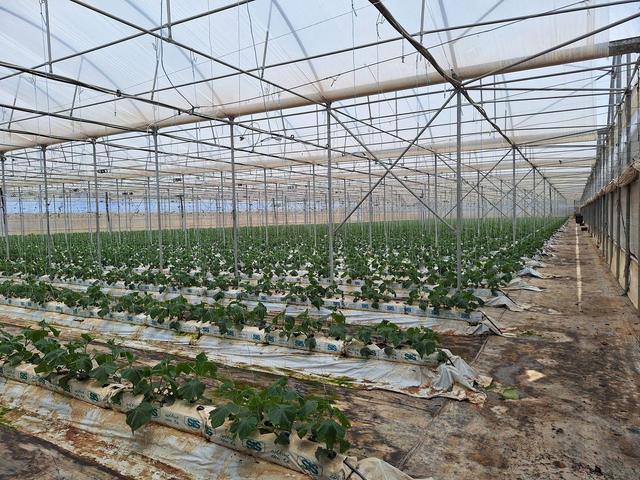 Agricoli in vendita