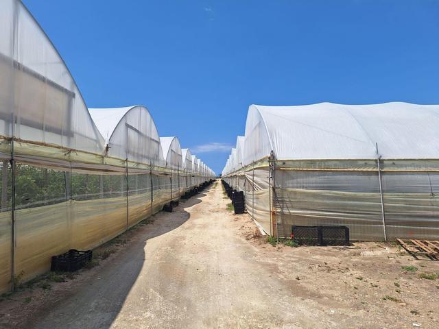 Agricoli in vendita
