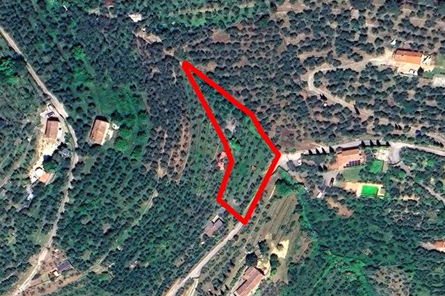 #2536210 Terreno collinare a uliveto con struttura rurale in vendita - foto 4