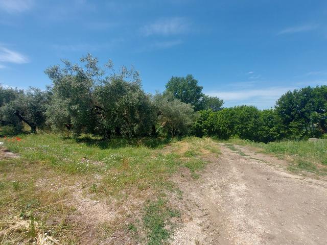 #2536079 Terreno agricolo di circa 110 ettari con fabbricati annessi in vendita - foto 7