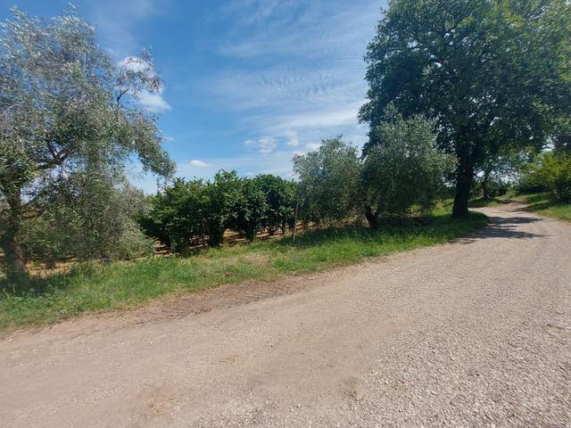 Agricoli in vendita