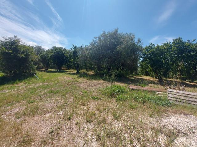 #2536079 Terreno agricolo di circa 110 ettari con fabbricati annessi in vendita - foto 15