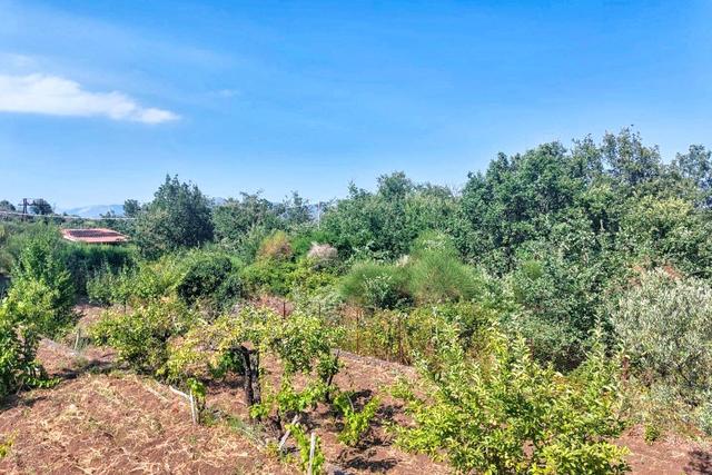 #2536951 Terreno agricolo in vendita - foto 2