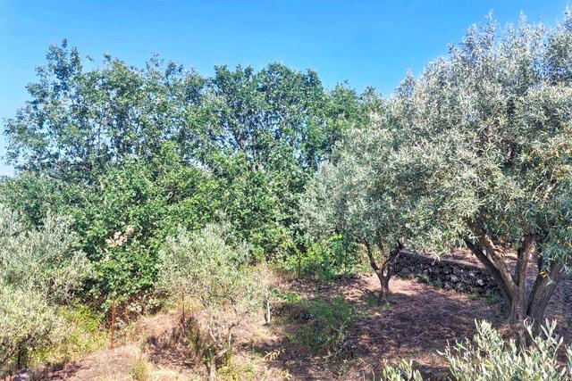 #2536951 Terreno agricolo in vendita - foto 4