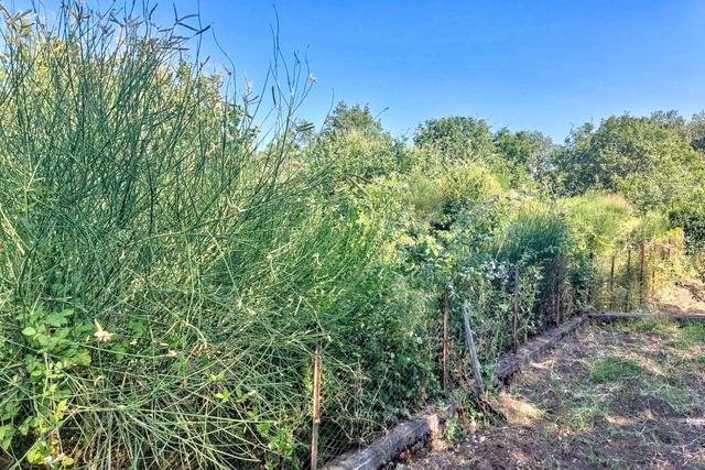 #2536951 Terreno agricolo in vendita - foto 6