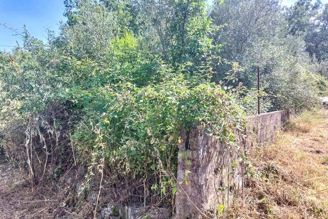 #2536951 Terreno agricolo in vendita - foto 12