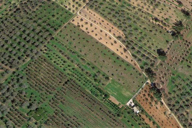 #20878 Striscia di terreno seminativo con uliveto in vendita - foto 3