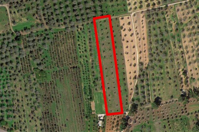 #20878 Striscia di terreno seminativo con uliveto in vendita - foto 9