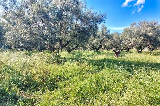 #2518002 Capannone artigianale con piazzale e uliveto in vendita - foto 20