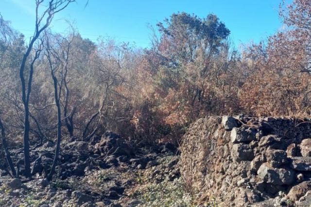 #2537151 Terreno boschivo in vendita - foto 4