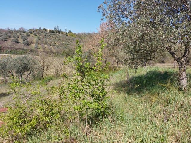 #12302 Terreno edificabile residenziale e agricolo di 5.805 mq in vendita - foto 8