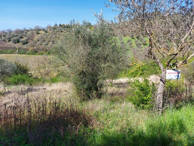#12302 Terreno edificabile residenziale e agricolo di 5.805 mq in vendita - foto 2