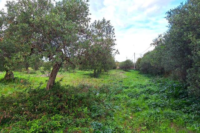 Agricoli in vendita