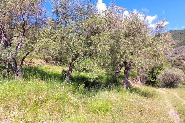 #24282 Lotto di terreno (porzione 3) in ex polveriera in vendita - foto 12