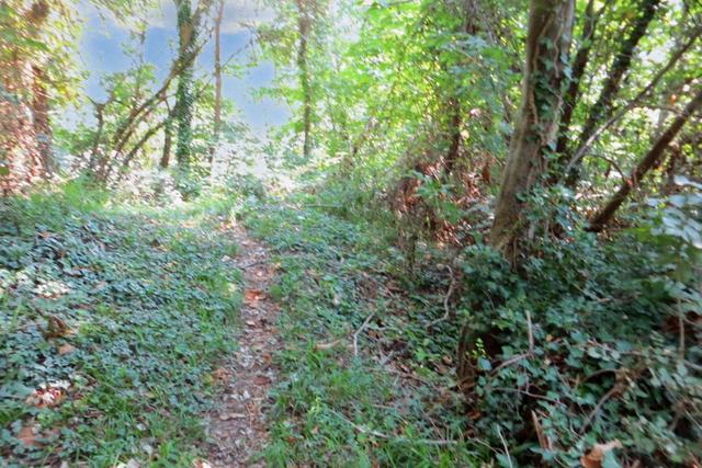 #20928 Appezzamento boschivo collinare di 14980 mq in vendita - foto 7