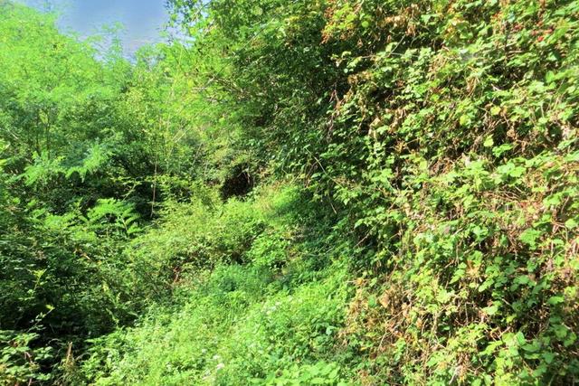 #20928 Appezzamento boschivo collinare di 14980 mq in vendita - foto 8