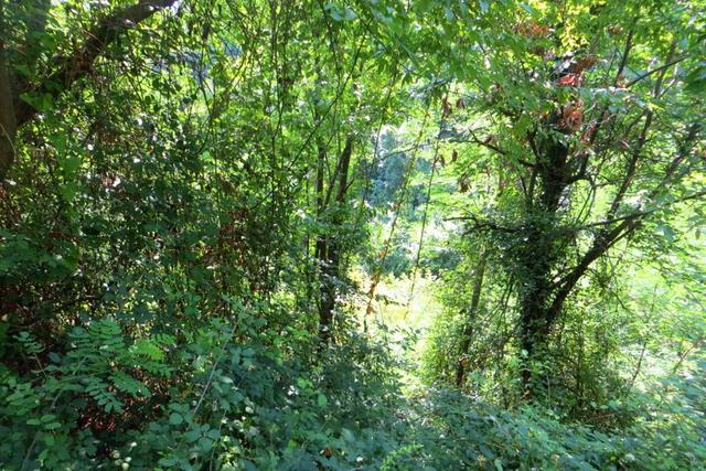 #20928 Appezzamento boschivo collinare di 14980 mq in vendita - foto 2