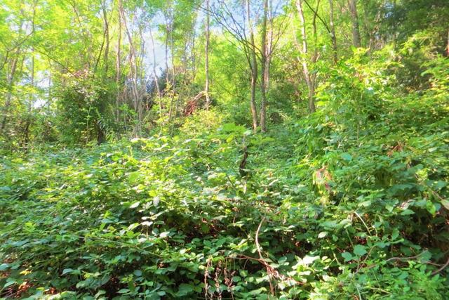 #20926 Appezzamento boschivo collinare di 5727 mq in vendita - foto 6