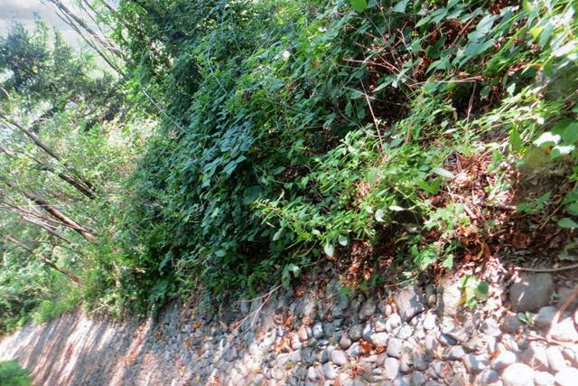 #20926 Appezzamento boschivo collinare di 5727 mq in vendita - foto 8