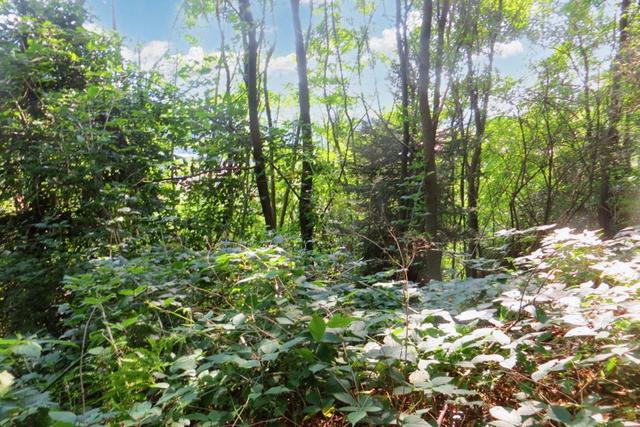 #20926 Appezzamento boschivo collinare di 5727 mq in vendita - foto 2