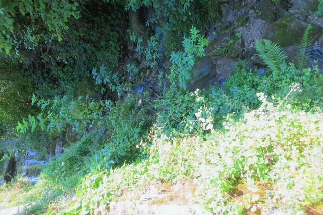 #20926 Appezzamento boschivo collinare di 5727 mq in vendita - foto 12