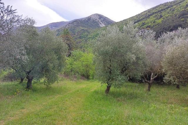 Agricoli in vendita