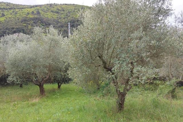 Agricoli in vendita