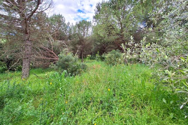 #23461 Appezzamento agricolo collinare e annessi rurali in vendita - foto 7