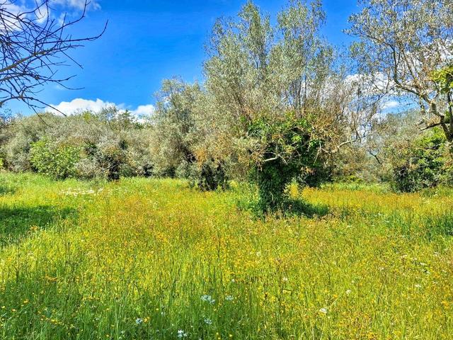 Rustici e casali in vendita