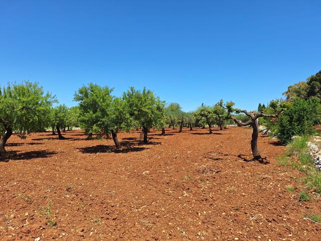 Agricoli in vendita