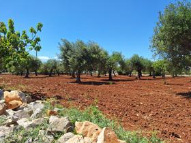 Agricoli in vendita