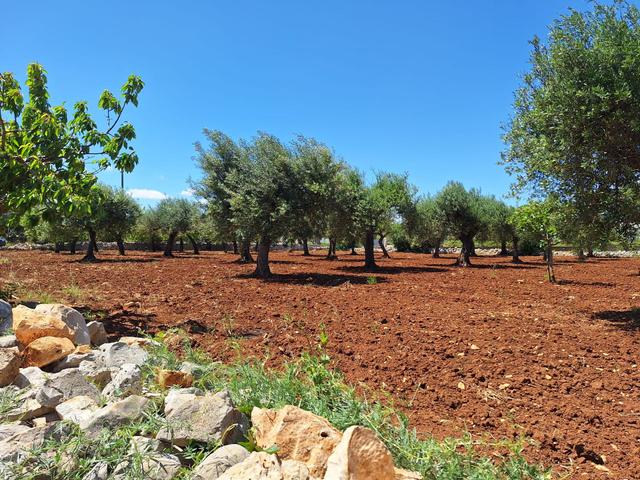 Agricoli in vendita