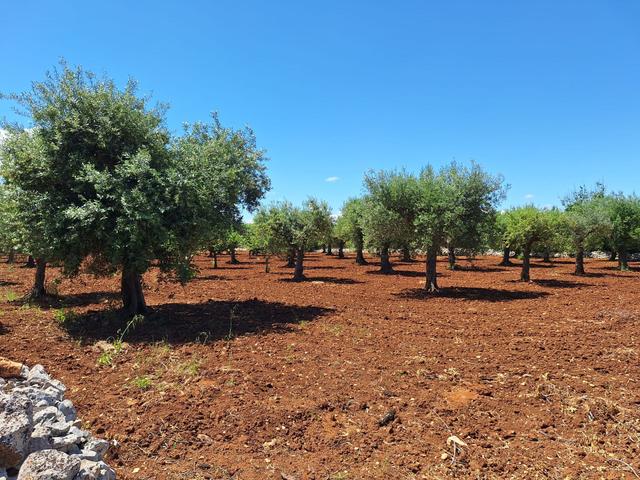Agricoli in vendita