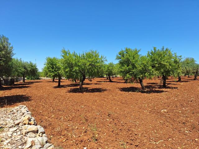 Agricoli in vendita